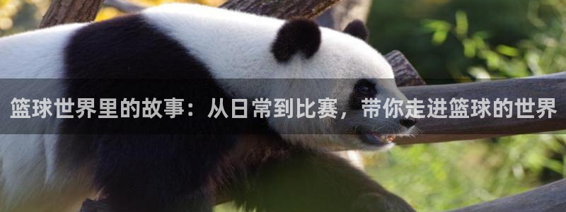  VSPORT什么意思：篮球世界里的故事：从日常到比赛，带你走