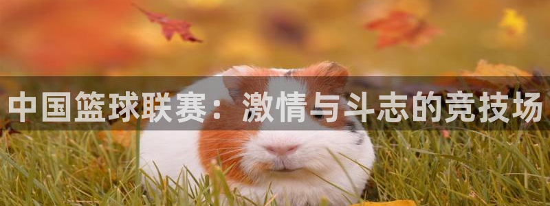  vsports运动餐吧大众点评冠军杯：中国篮球联赛：激情与斗