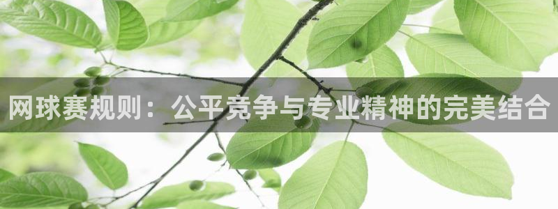 vsport胜利因您更精彩：网球赛规则：公平竞争与专业精神的